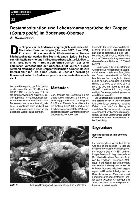 (Cottus gobio) im Bodensee-Obersee