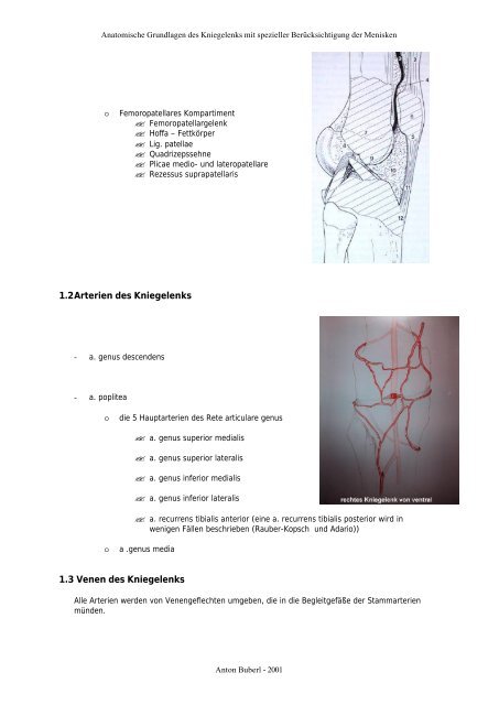 1 Grundlagen der Anatomie des Kniegelenks - buberl . info