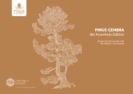 Pinus Cembra Katalog Deutsch
