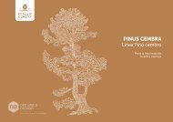 Pinus Cembra catalogo italiano