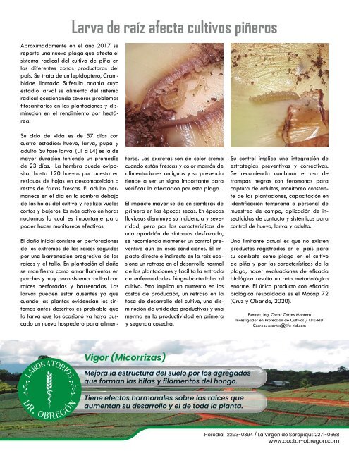 REVISTA PIÑA DE COSTA RICA 39