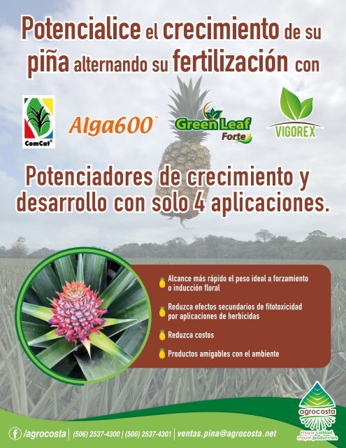 REVISTA PIÑA DE COSTA RICA 39