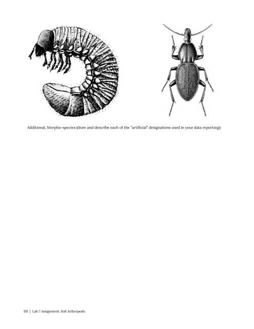 Entomology 311 Lab Manual - 1st Edition, 2019