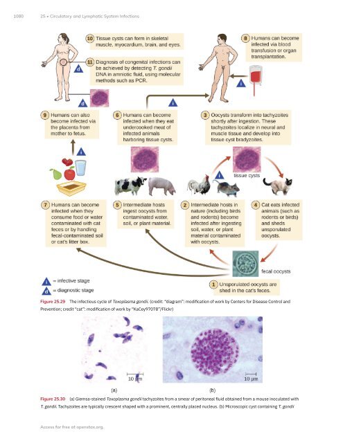 Microbiology, 2021