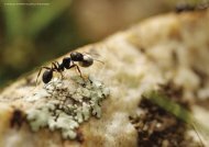 Formidables fourmis- exposition itinérante