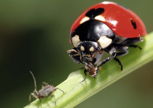 Exposition itinérante "Mille milliards d'insectes et nous et nous !