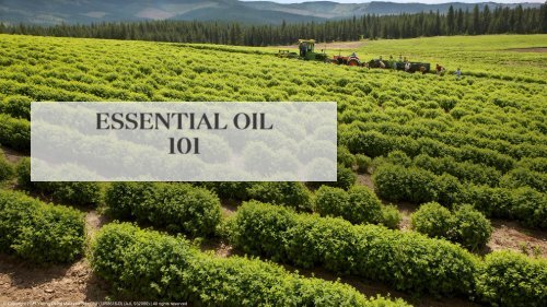 Essential Oil 101