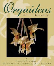 Orquídeas de El Salvador