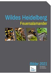 Wildes Heidelberg Feuersalamander