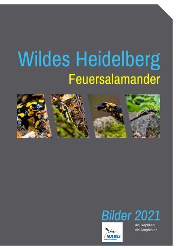 Wildes Heidelberg Feuersalamander