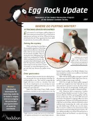 Tufted puffins denied Endangered Species Act protections - OPB