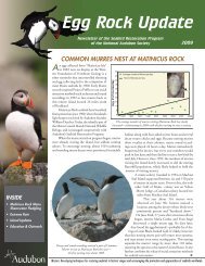 Egg Rock Update - Project Puffin - National Audubon Society