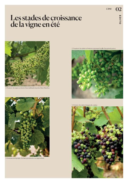 CP_GAZETTE_VIGNE_DOMAINE D'HENRI OK