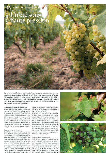 CP_GAZETTE_VIGNE_DOMAINE D'HENRI OK