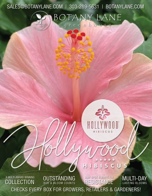 Hollywood Hibiscus 2022