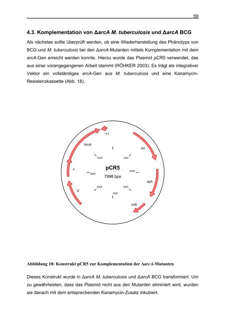 Untersuchungen zum Argininstoffwechsel bei Mycobacterium bovis ...