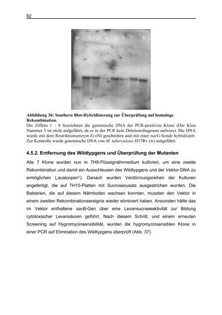 Untersuchungen zum Argininstoffwechsel bei Mycobacterium bovis ...