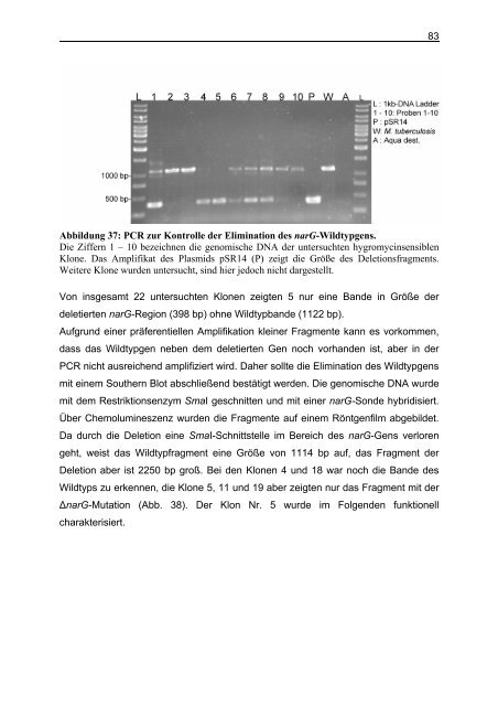 Untersuchungen zum Argininstoffwechsel bei Mycobacterium bovis ...
