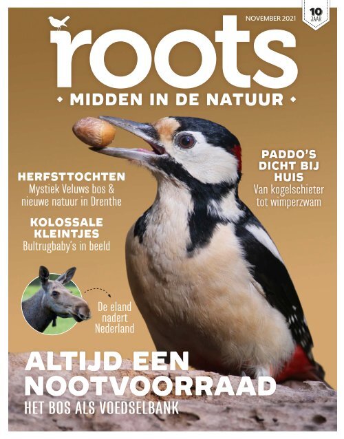 Roots editie 11 - inkijkexemplaar