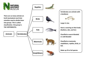 Vertebrates and Invertebrates_NHM