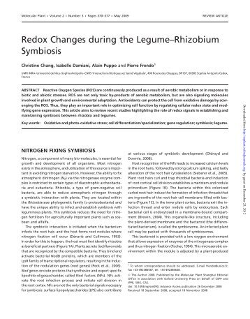 Redox Changes during the Legume–Rhizobium Symbiosis