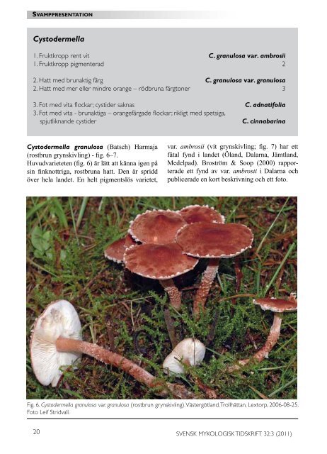 Leucopaxillus subzonalis - Sveriges Mykologiska Förening