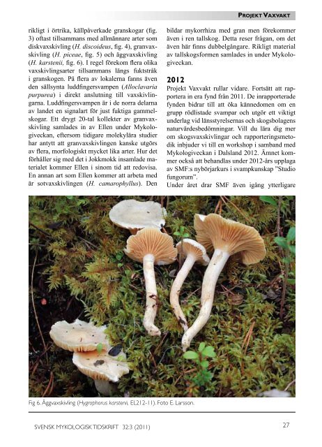 Leucopaxillus subzonalis - Sveriges Mykologiska Förening