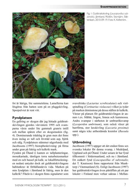 Leucopaxillus subzonalis - Sveriges Mykologiska Förening