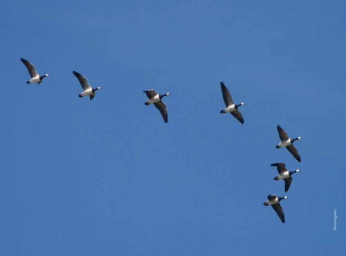 Kunstband am Nationalpark - Nationalpark Wattenmeer