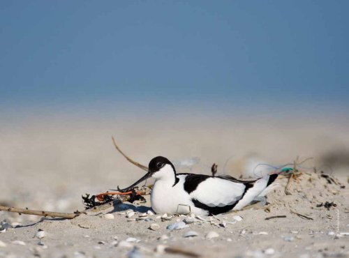 Kunstband am Nationalpark - Nationalpark Wattenmeer