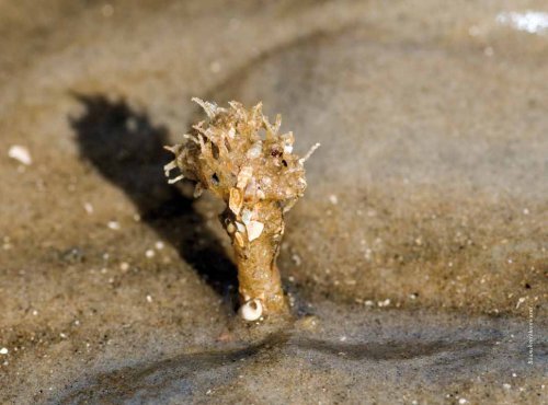 Kunstband am Nationalpark - Nationalpark Wattenmeer