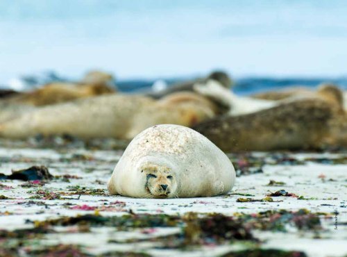 Kunstband am Nationalpark - Nationalpark Wattenmeer