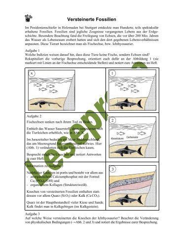 Versteinerte Fossilien - Adler Verlag Holberg GbR