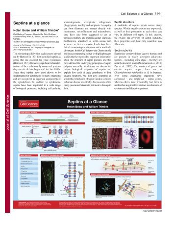 Septins at a glance - Journal of Cell Science - The Company of ...