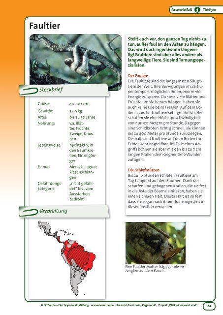 Faultier Steckbrief - OroVerde