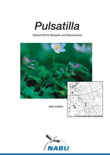 Pulsatilla - Nabu