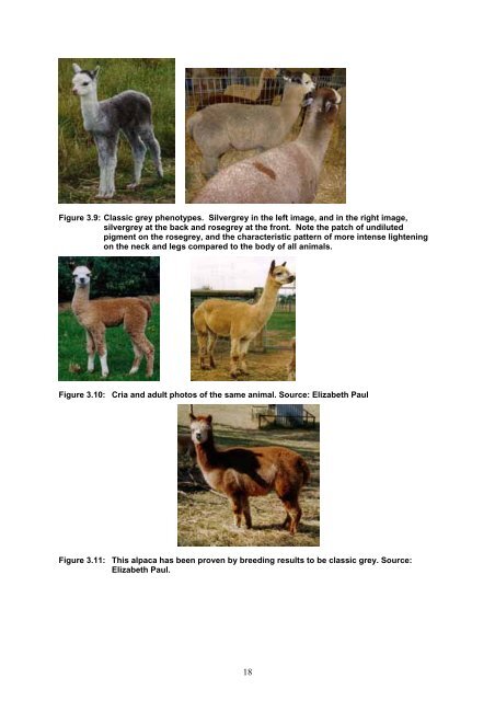 Inheritance of White Colour in Alpacas - Australian Alpaca Association