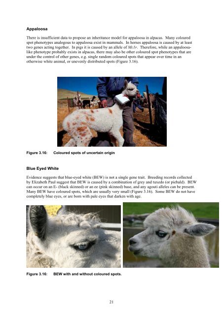 Inheritance of White Colour in Alpacas - Australian Alpaca Association