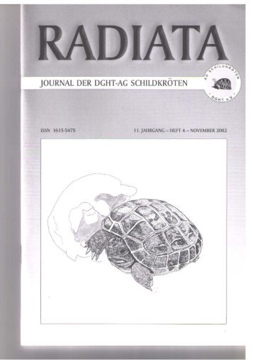 Radiata 11 (4)