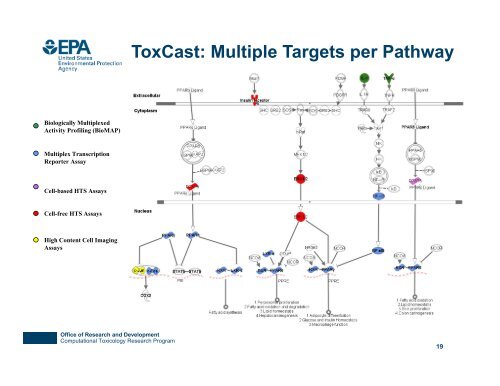 ToxCast and Tox21: High Throughput Screening for Hazard & Risk ...