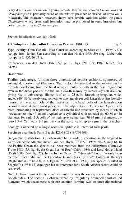 The marine species of Cladophora (Chlorophyta) from the South ...