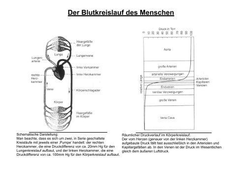 Der Blutkreislauf des Menschen