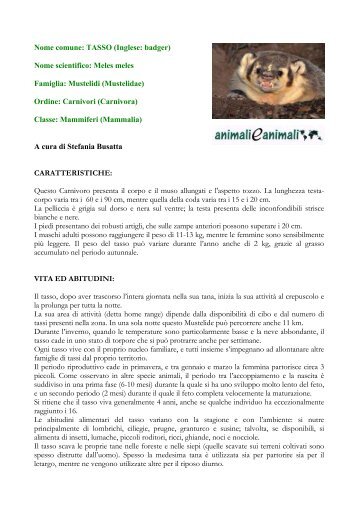 Nome comune: TASSO (Inglese: badger) - Animali e animali