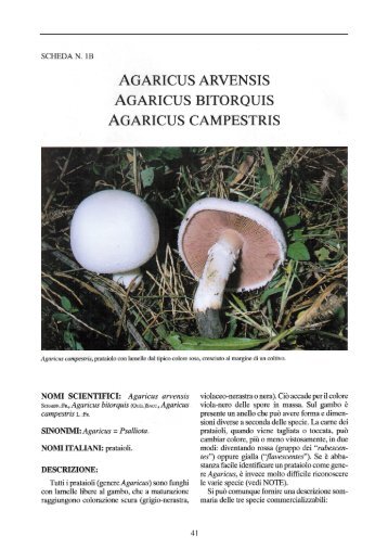 Agaricus arvensis, A. bitorquis, A. campestris - Veneto Agricoltura