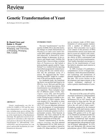 Genetic Transformation of Yeast - BioTechniques