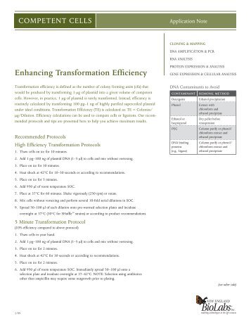 enhancing Transformation efficiency - New England Biolabs