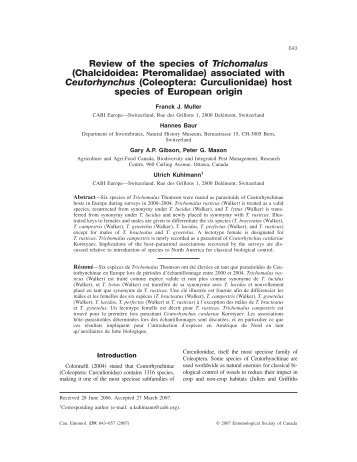 Review of the species of Trichomalus - Naturhistorisches Museum ...