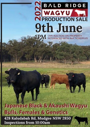 BALD RIDGE WAGYU 2022 Production Sale