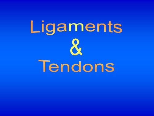 Ligaments & Tendons - Wings
