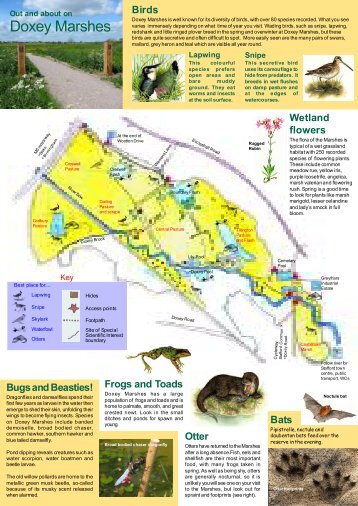 Doxey Marshes - Staffordshire Wildlife Trust
